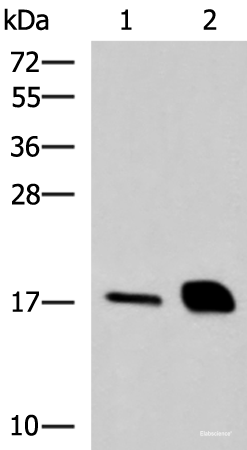 Western blot analysis of Mouse pancreas tissue and Rat pancreas tissue lysates using RNASE1 Polyclonal Antibody at dilution of 1:550