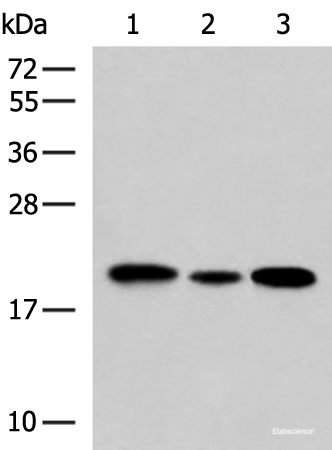 Western blot analysis of HL-60 Jurkat and A549 cell lysates using MRPS28 Polyclonal Antibody at dilution of 1:650