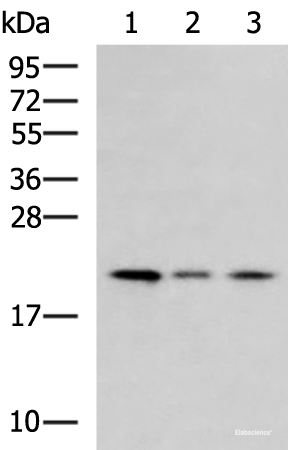 Western blot analysis of Jurkat cell Mouse kidney tissue HepG2 cell lysates using MRPL22 Polyclonal Antibody at dilution of 1:800