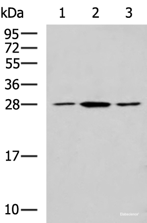 Western blot analysis of NIH/3T3 LO2 and Jurkat cell lysates using CLTB Polyclonal Antibody at dilution of 1:800