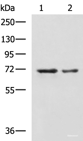 Western blot analysis of A172 and TM4 cell lysates using MYEF2 Polyclonal Antibody at dilution of 1:800