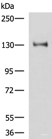 Western blot analysis of Hela cell lysate using PRPF40A Polyclonal Antibody at dilution of 1:800