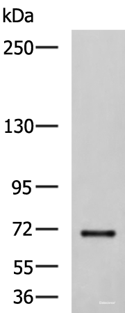 Western blot analysis of NIH/3T3 cell lysate using PREPL Polyclonal Antibody at dilution of 1:850