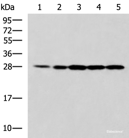 Western blot analysis of 293T Jurkat and A375 cell lysates using PSMA6 Polyclonal Antibody at dilution of 1:900
