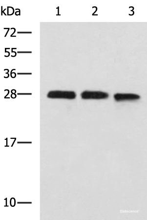 Western blot analysis of 293T and K562 cell lysates using PLEKHF2 Polyclonal Antibody at dilution of 1:1400