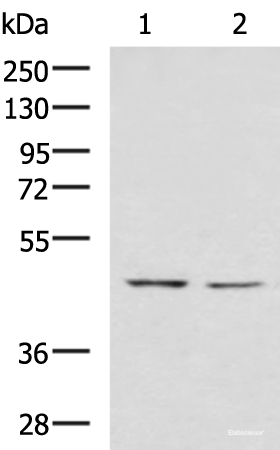 Western blot analysis of K562 and HT-29 cell lysates using LFNG Polyclonal Antibody at dilution of 1:900