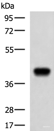 Western blot analysis of Ramos cell lysate using FCRLA Polyclonal Antibody at dilution of 1:750