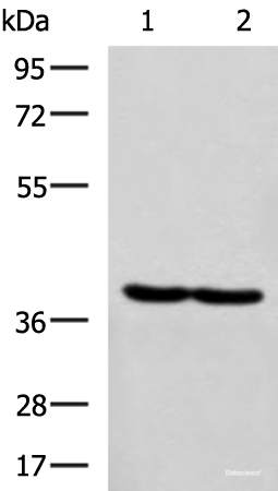 Western blot analysis of Hela and MCF7 cell lysates using RBM4 Polyclonal Antibody at dilution of 1:750