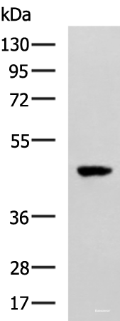 Western blot analysis of TM4 cell lysate using SNIP1 Polyclonal Antibody at dilution of 1:1000