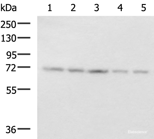 Western blot analysis of 293T PC3 cell Mouse liver tissue and Mouse kidney tissue lysates using PAIP1 Polyclonal Antibody at dilution of 1:800