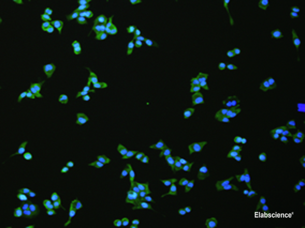 Immunofluorescence analysis of hela cell using FLT4 Polyclonal Antibody at dilution of 1:100