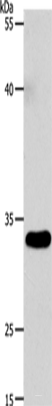 Western blot analysis of 293T cells using VGLL1 Polyclonal Antibody at dilution of 1:4600