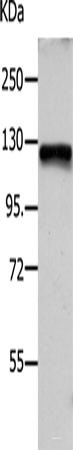 Western blot analysis of Hela cells using VCL Polyclonal Antibody at dilution of 1:1200
