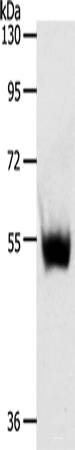 Western blot analysis of Mouse thymus tissue using SLC30A6 Polyclonal Antibody at dilution of 1:223