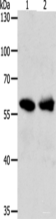 Western blot analysis of 293T cells using UNC5CL Polyclonal Antibody at dilution of 1:850