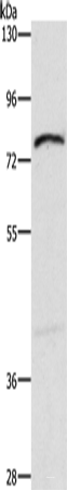 Western blot analysis of Mouse intestinum tenue tissue using XPNPEP1 Polyclonal Antibody at dilution of 1:600