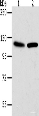 Western blot analysis of Hela cells NIH/3T3 cells using WDR6 Polyclonal Antibody at dilution of 1:1000