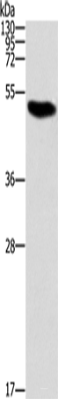 Western blot analysis of Raji cells using ZBP1 Polyclonal Antibody at dilution of 1:1000
