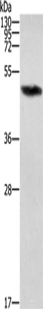 Western blot analysis of Raji cells using ZBP1 Polyclonal Antibody at dilution of 1:1000