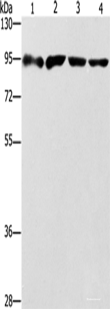 Western blot analysis of 293T cells Jurkat cells Raji cells hela cells using ZBTB10 Polyclonal Antibody at dilution of 1:1000