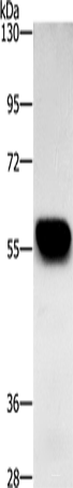 Western blot analysis of Mouse heart tissue using ZBTB26 Polyclonal Antibody at dilution of 1:500