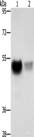 Western blot analysis of Mouse brain tissue PC3 cells using CREBZF Polyclonal Antibody at dilution of 1:500