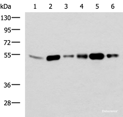 Western blot analysis of 293T and Raji cell lysates using BECN1 Polyclonal Antibody at dilution of 1:700