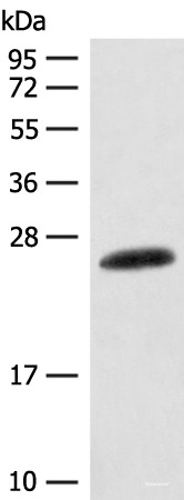 Western blot analysis of Mouse skin tissue lysate using CSNK2B Polyclonal Antibody at dilution of 1:400
