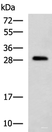 Western blot analysis of K562 cell lysate using CMTM2 Polyclonal Antibody at dilution of 1:1000