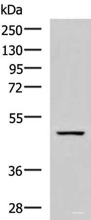 Western blot analysis of Rat brain tissue lysate using GFRA1 Polyclonal Antibody at dilution of 1:800