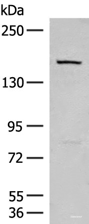 Western blot analysis of 293T cell lysate using LEPR Polyclonal Antibody at dilution of 1:250