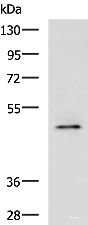 Western blot analysis of Rat heart tissue lysate using PDK4 Polyclonal Antibody at dilution of 1:600