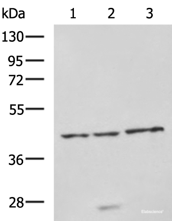 Western blot analysis of RAW264.7 cell Rat brain tissue and Mouse brain tissue lysates using NDRG4 Polyclonal Antibody at dilution of 1:650