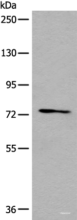 Western blot analysis of 293T cell lysate using NFKBIZ Polyclonal Antibody at dilution of 1:500
