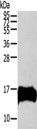 Western blot analysis of HUVEC cells using S100A13 Polyclonal Antibody at dilution of 1:200
