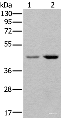 Western blot analysis of 293T and Hela cell lysates using TBX1 Polyclonal Antibody at dilution of 1:400