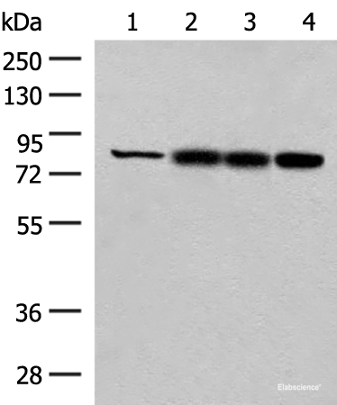 Western blot analysis of Human kidney tissue Rat liver tissue Mouse liver tissue and A172 cell lysates using HNF1A Polyclonal Antibody at dilution of 1:250