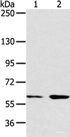 Western blot analysis of Hela and raji cell using ATG16L1 Polyclonal Antibody at dilution of 1:750