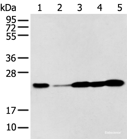 Western blot analysis of A549 A431 Hela Jurkat and HEPG2 cell using BAG2 Polyclonal Antibody at dilution of 1:300