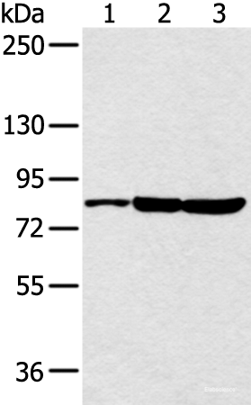 Western blot analysis of 293T cell using CCNT2 Polyclonal Antibody at dilution of 1:250