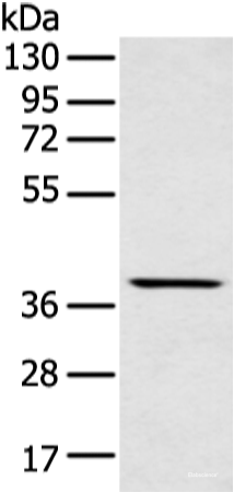 Western blot analysis of Mouse muscle tissue using MAFA Polyclonal Antibody at dilution of 1:400