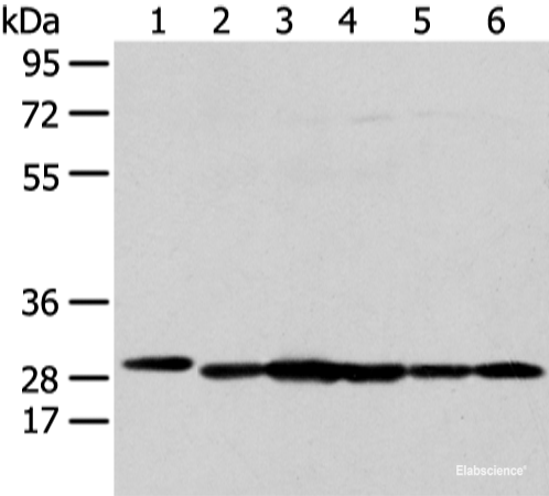 Western blot analysis of 293T HepG2 K562 and MCF-7 cell using PRDX4 Polyclonal Antibody at dilution of 1:300