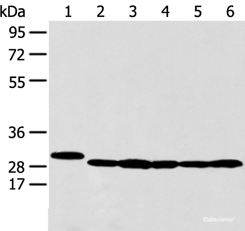 Western blot analysis of 293T HepG2 K562 and MCF-7 cell using PRDX4 Polyclonal Antibody at dilution of 1:350