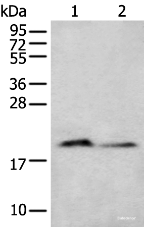 Western blot analysis of Mouse brain tissue and Raji cell lysates using KRTAP11-1 Polyclonal Antibody at dilution of 1:400