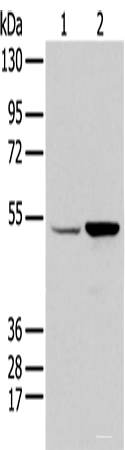 Western blot analysis of HEPG2 and 231 cell using EGR2 Polyclonal Antibody at dilution of 1:350