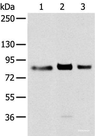 Western blot analysis of 293T cell using TBX3 Polyclonal Antibody at dilution of 1:200
