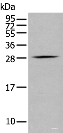 Western blot analysis of RAW264.7 cell using GZMM Polyclonal Antibody at dilution of 1:400