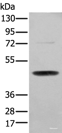 Western blot analysis of NIH/3T3 cell using SERPINH1 Polyclonal Antibody at dilution of 1:200