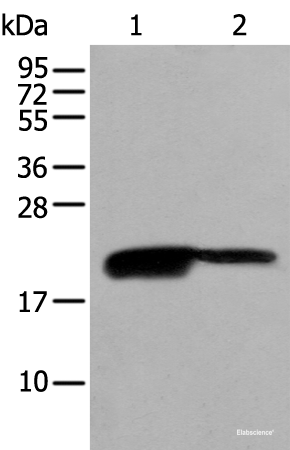 Western blot analysis of RAW264.7 and K562 cell lysates using BRI3BP Polyclonal Antibody at dilution of 1:500