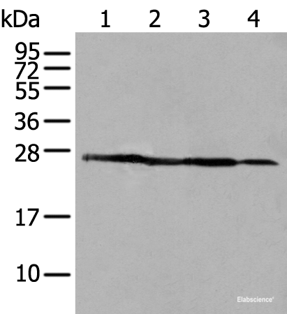 Western blot analysis of 293T A431 and HepG2 cell lysates using ARHGDIB Polyclonal Antibody at dilution of 1:500
